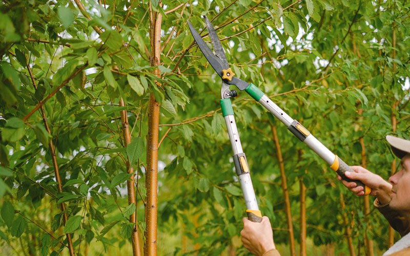Tree trimming in Streetsboro, OH